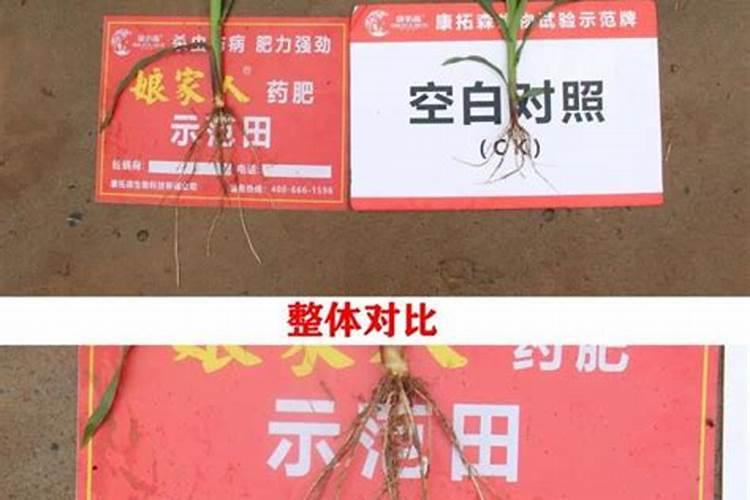 磷钾肥和氮肥哪个长根效果好