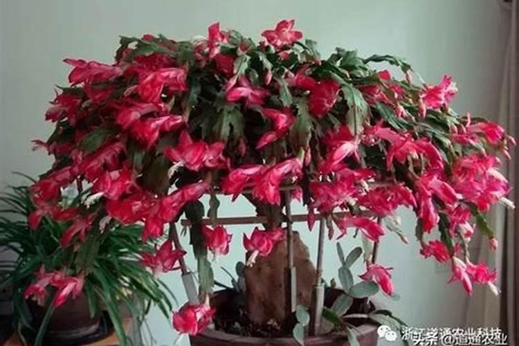 蟹爪兰花芽时如何上肥
