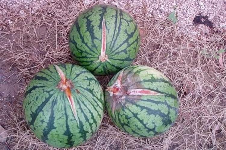 豆角什么时候打控旺药 用哪些肥料效果好