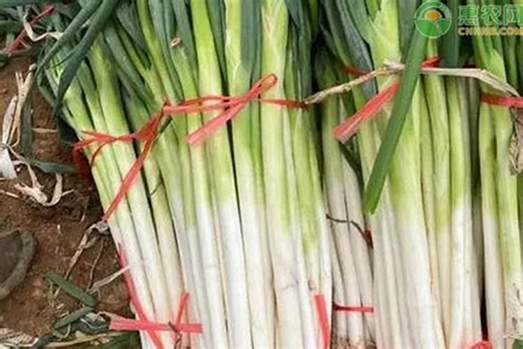 大葱的定植与田间管理如何掌握？