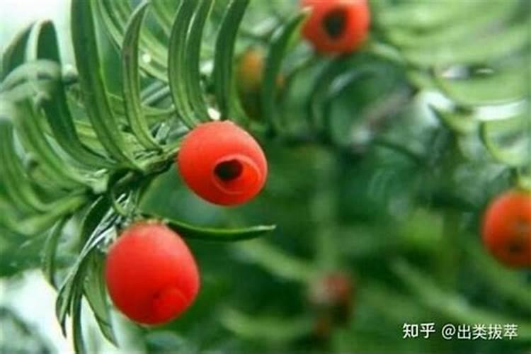 红豆杉施什么肥好
