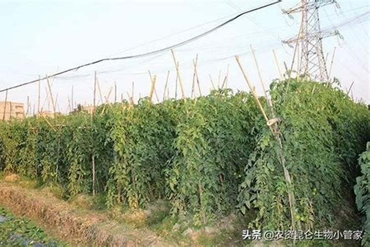 高产大姜施肥方法 姜如何施肥