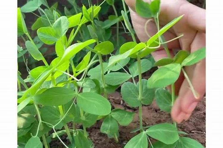 家庭阳台如何种植蔬菜？