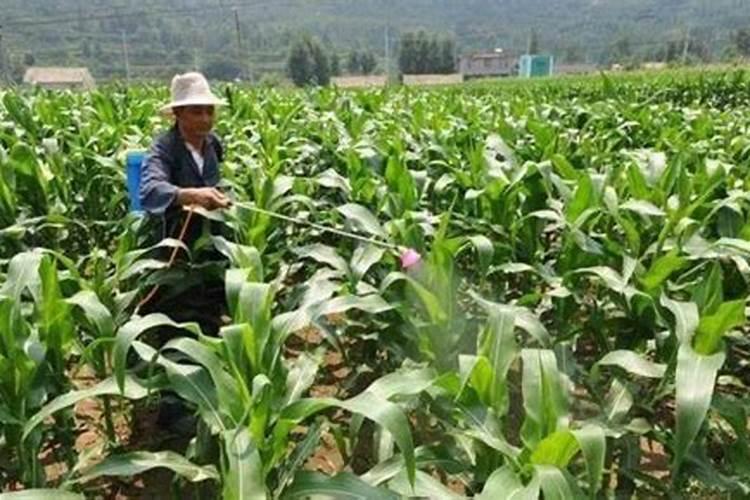 请问老师生育期长的高粱品种如何来促早熟？