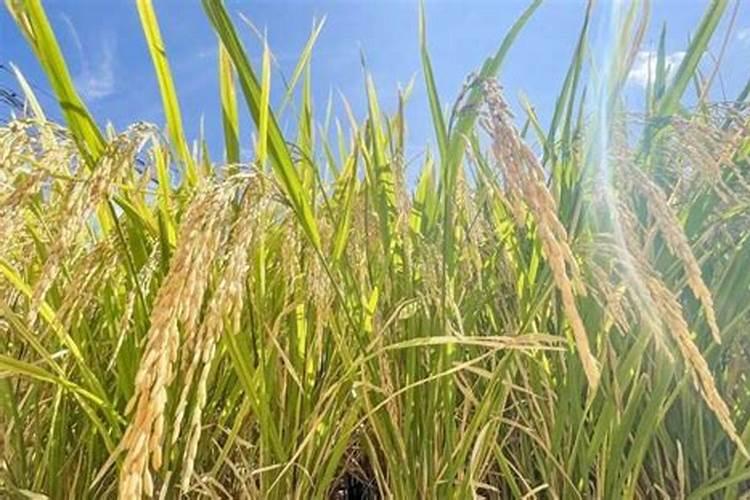 为什么每年要给枣树施肥？什么时期施肥最好