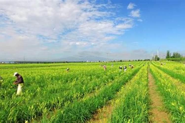 稻壳怎么腐熟变成肥料 稻壳发酵堆肥方法分享