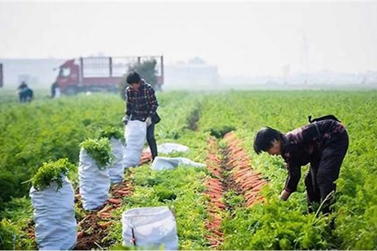 苹果树施肥时间和方法简介