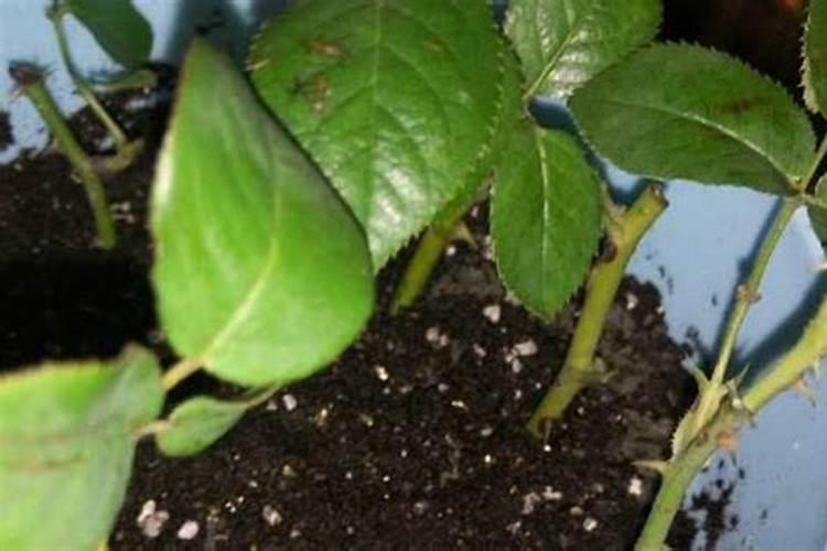 化肥晒了3天还管用吗 化肥晒了3天还可以使用吗