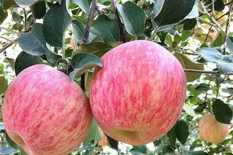 果树什么时期喷施叶面肥,上色增甜膨大用什么肥料好,叶面肥促花保果怎 ...