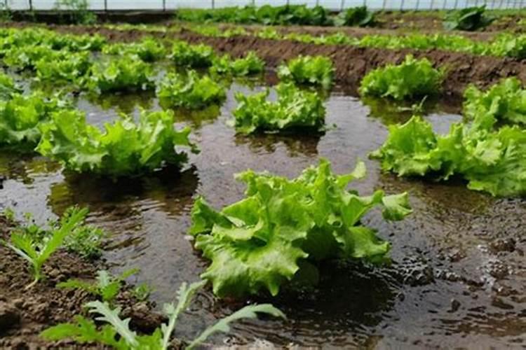 盆栽菠萝怎么浇水施肥