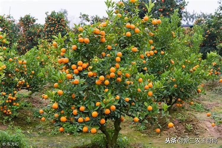 水溶肥价格多少钱一吨 如何选购优质的水溶肥料
