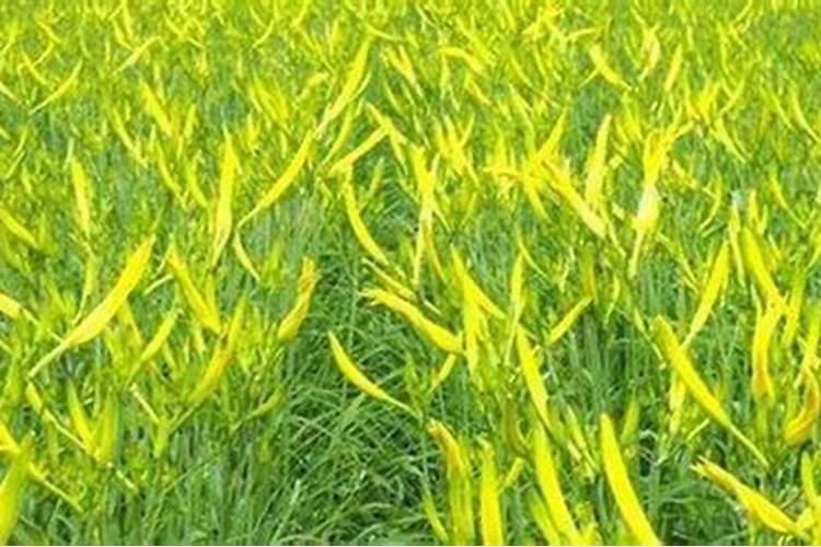 月季花治虫后干叶子是怎么回事？