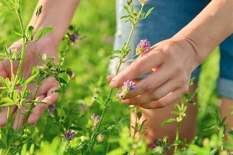 释迦果种植需要注意什么 释迦果生长条件