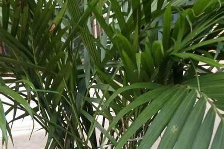 无花果树什么时候发芽长叶子