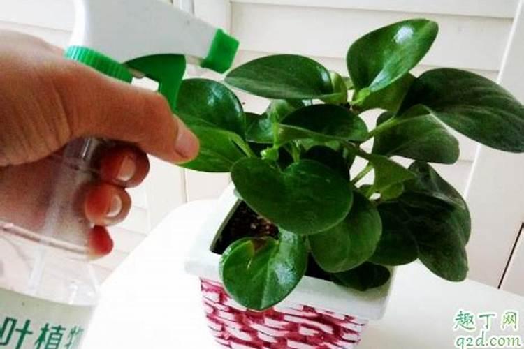 秋季茶叶掐了尖还可以打叶面肥吗？