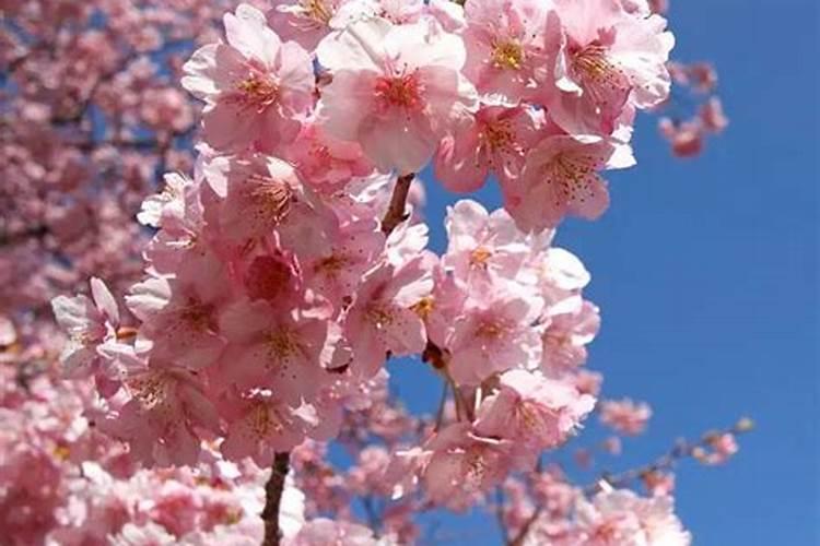 樱花如何施肥