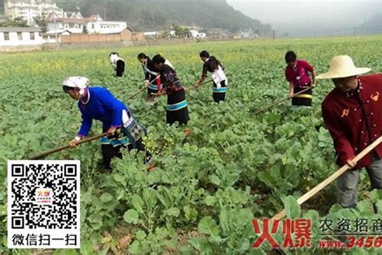 油菜被冻了怎么办如何管理花卉百科