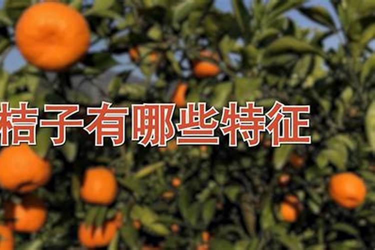 桔子树施什么肥才会又甜又高产