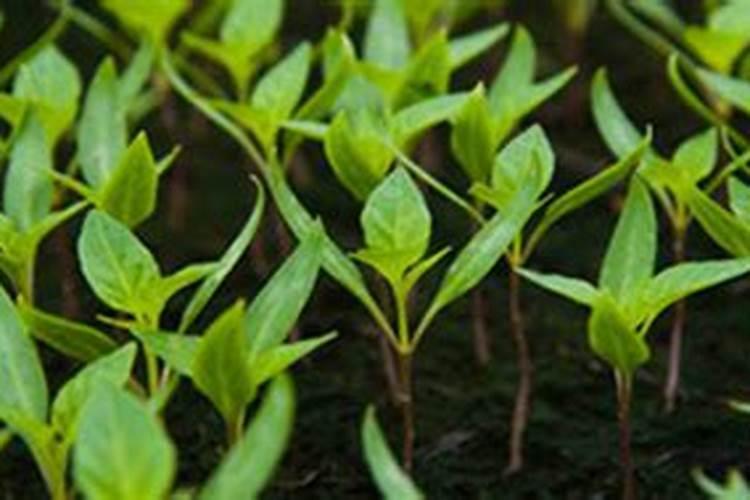 种花什么肥料最好用、茶花用什么肥料最好