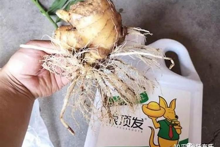 鸿运当头花价格 多少钱一盆