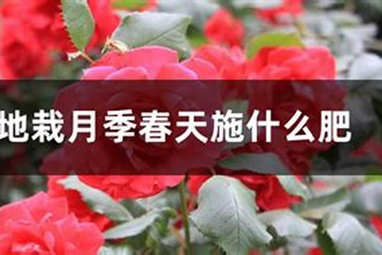水培铜钱草水里要放什么肥料