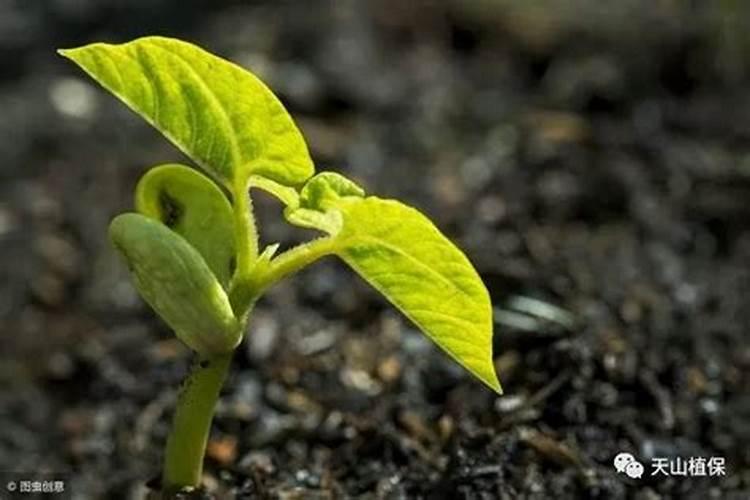 红薯什么时候打芸苔素 如何合理使用