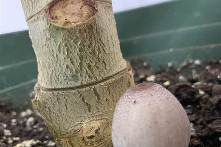 大量元素水溶肥掌握4点使用方法