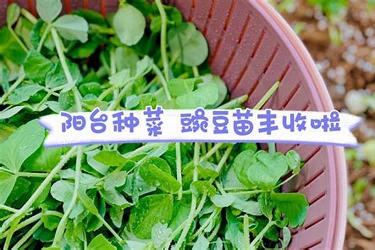 种豌豆用什么肥料最好