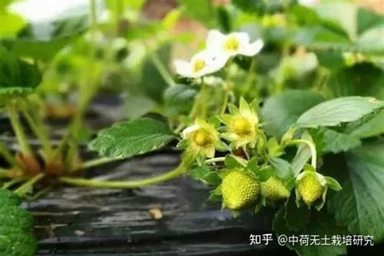 西瓜结果了需要施什么肥料