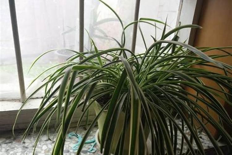 用什么养护吊兰抽穗快又多