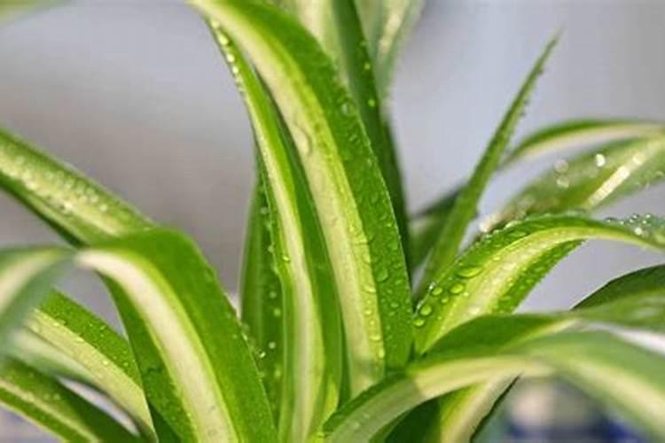 栀子花浇化肥水可以吗