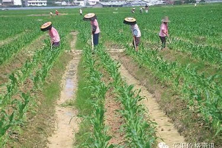 都说在农村卖化肥的利润大,那一袋化肥能赚多少？