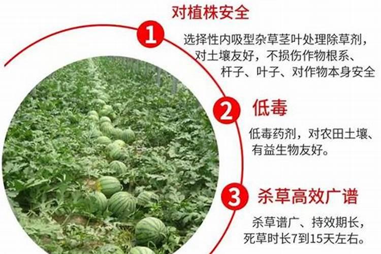 瓜果蔬菜叶面肥的正确使用方法(什么时候打叶面肥好)