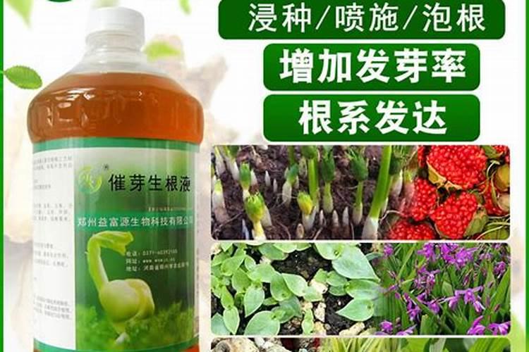 蕨类植物的养殖方法 蕨类植物怎么养