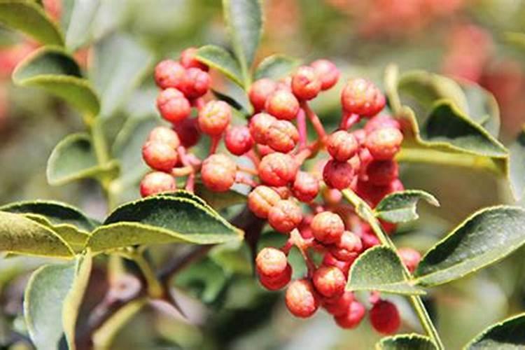 花椒春肥可以施硼锌铁镁肥吗