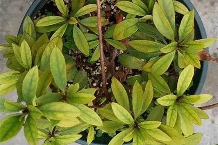 果树缺铁黄叶补救方法