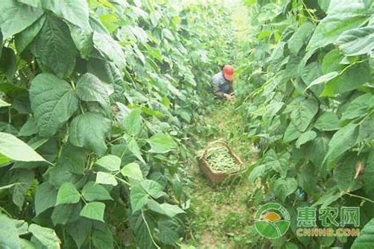 无劲架豆栽培技术