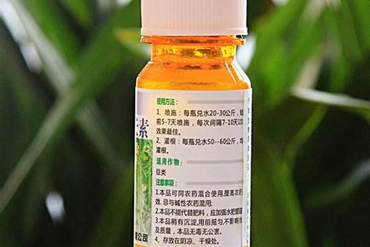 秋季种植架豆如何管理
