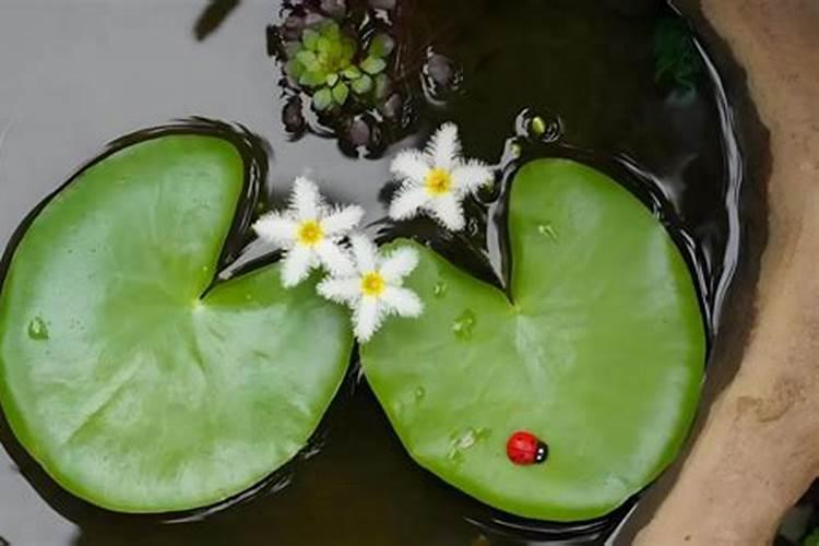 水培植物都有什么