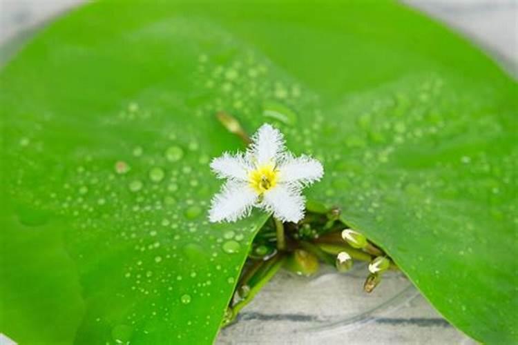 一叶莲水培用啥肥料