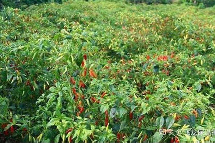 朝天辣椒落花的厉害 应该打什么药保花保果呢