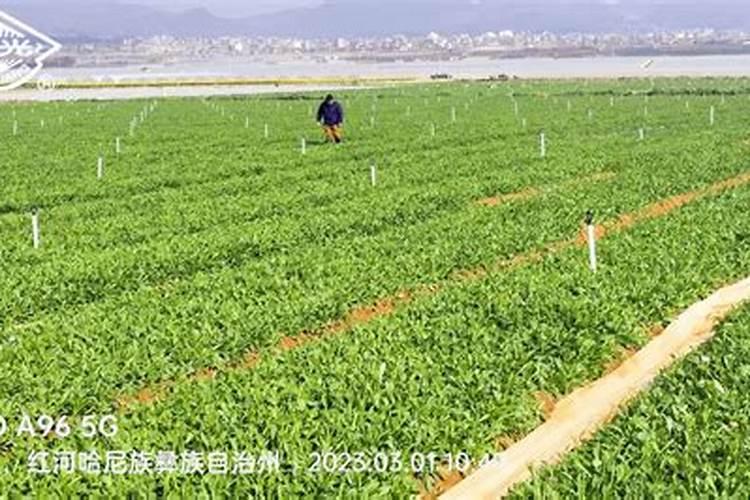鸡蛋壳加白醋发酵几天能成钙肥？