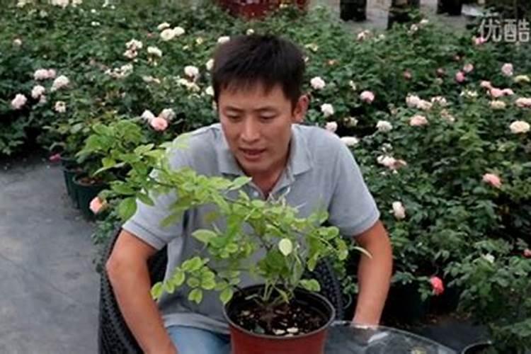 月季花新长出的叶子变黄枯萎