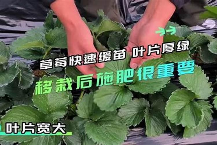 杨树哪时候施肥比较好 杨树什么时候施肥
