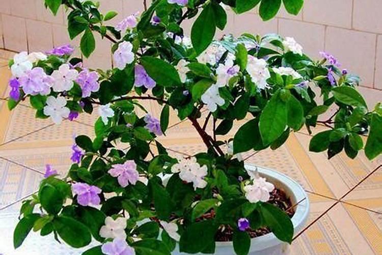 双色茉莉施什么肥好
