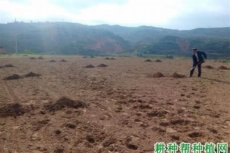 种红薯底肥用什么肥料合适