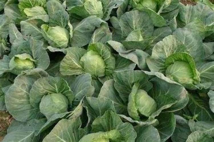 包菜又叫做卷心菜,你知道包菜要怎么施肥吗？