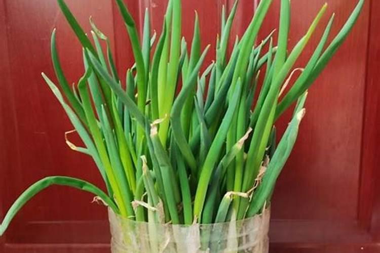 大葫芦怎样种植？巨大葫芦种植？