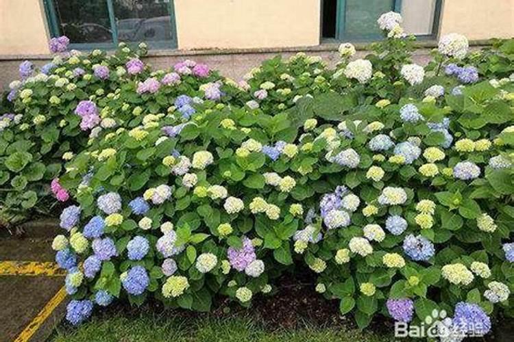 绣球花施肥时间和方法