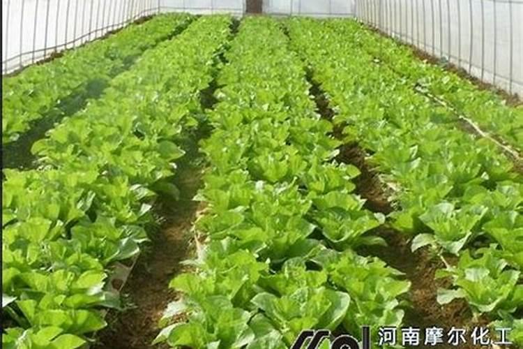 水溶肥使用时注意事项、方法与用量？